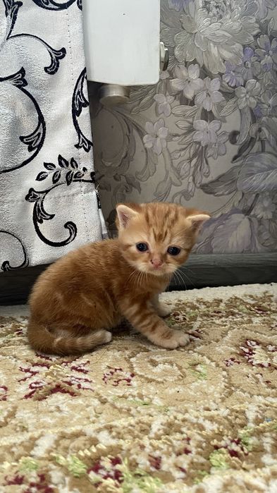 Котята скотиш страйт
