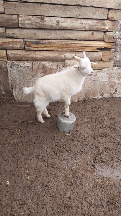 Продам домашних козлят