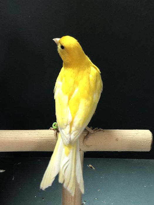 Канарейка (кенор) самец