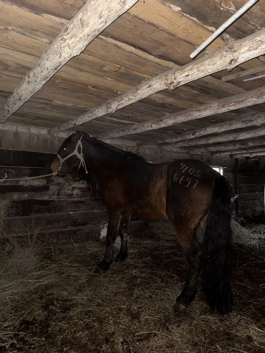 Продам жеребец …