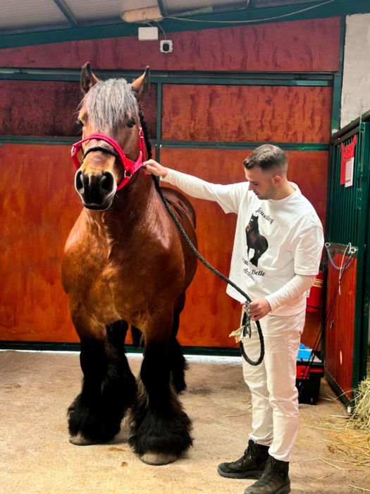 Armasar  ardennais multi champion pentru monta
