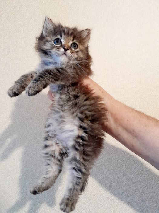 Отдам милых котеек