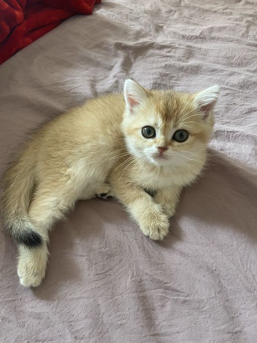 Котята золотые шиншиллы