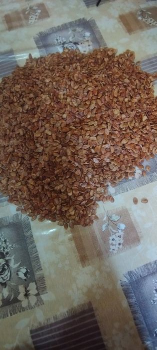 Аччик тарвуз ва уруги сотилади. Оптом нархларда