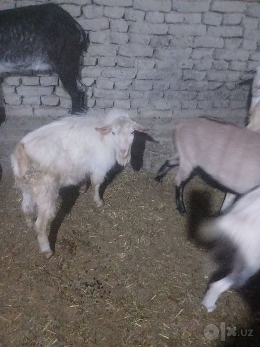 Zanin zotli taka sotiladi