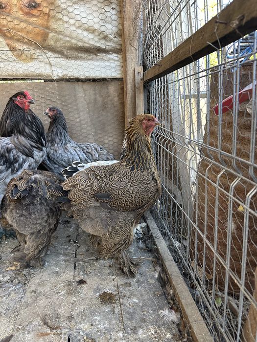 Familie brahma potarnichiu 3+1