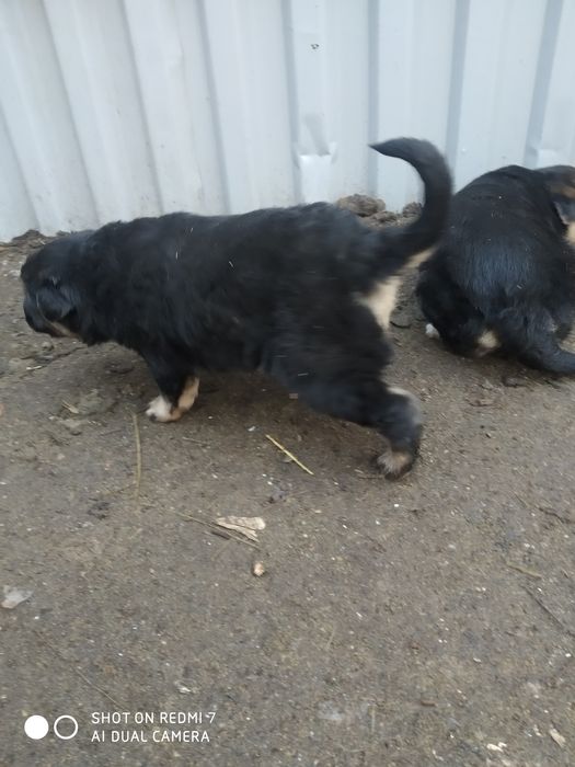 Отдадим щеночков в добрые руки