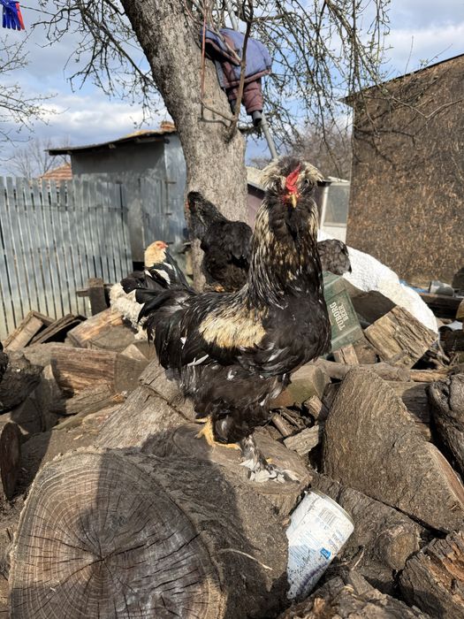 Vand sau schimb 8 cocosi motati incaltati barbosi golasi!