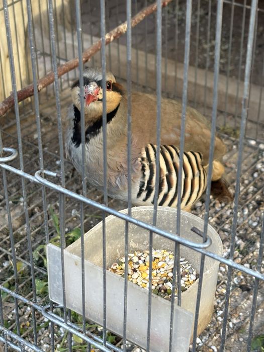 Нар каклик сотилади еки алмашаман