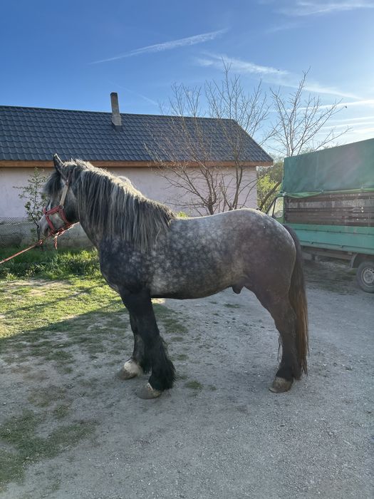 Vand Armasar de 3 ani