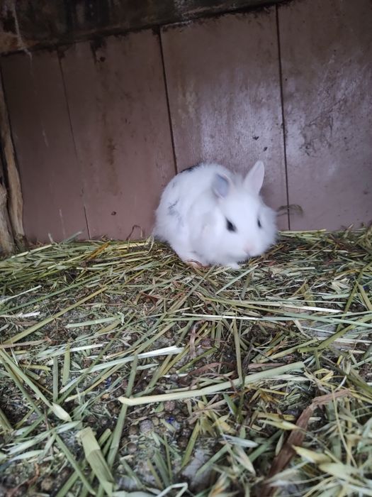 Vând iepurași cap de leu