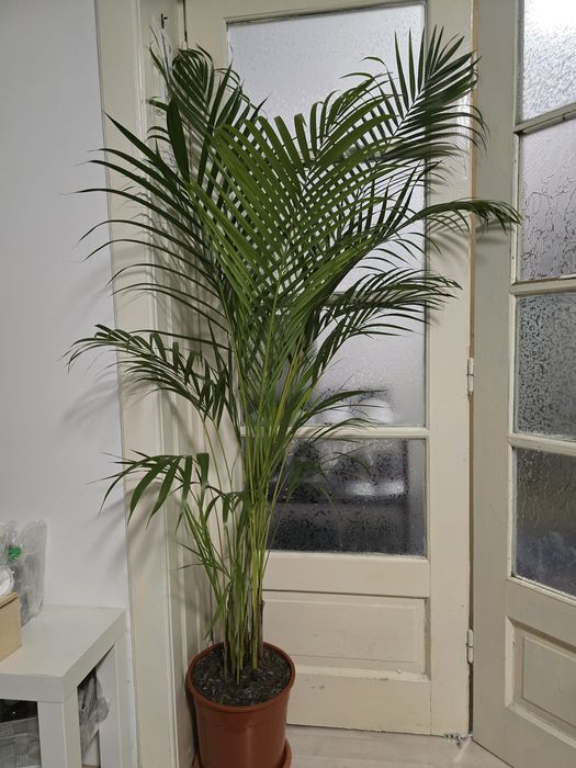 Vând palmier Areca