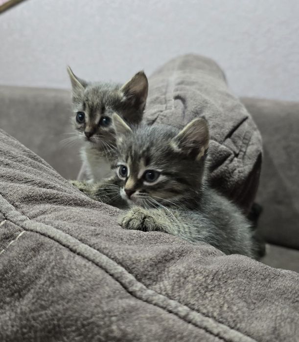 Котята шотландцы.