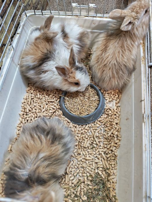 Кролик декоративный