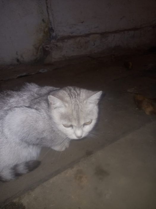 Отдам  кошечку с котятами