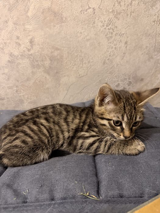 Котята девочки в ответсвенные руки