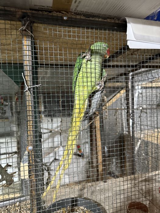 Vand /Schimb Papagali Rosella ,micul  Alexander si marele Alexander