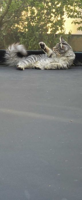 Maine Coon FROST XXL - 1 metru lunhimea! – Ce culoare are acest motan? Răspuns greșit: gri.| www.lynxrunecode.com