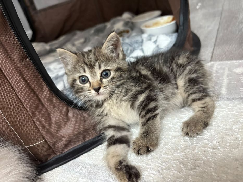 Отдам котят девочка и мальчик