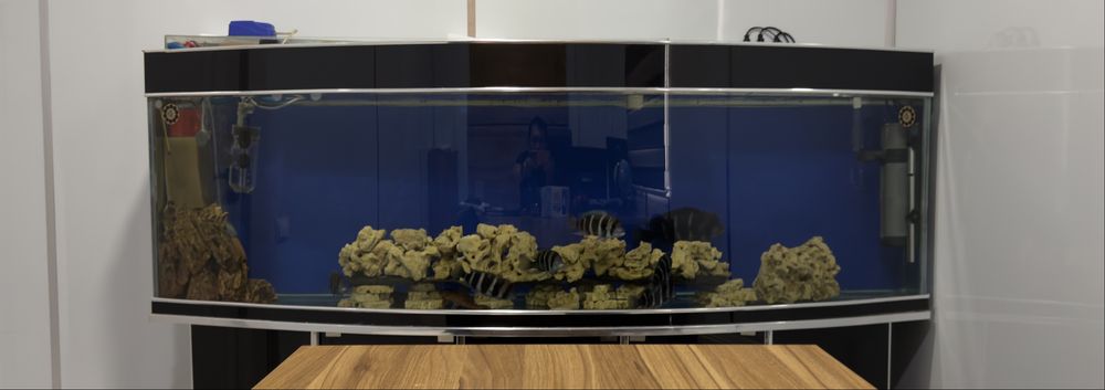 Продается Фронтоза. С аквариумом вместе. Полный комплект