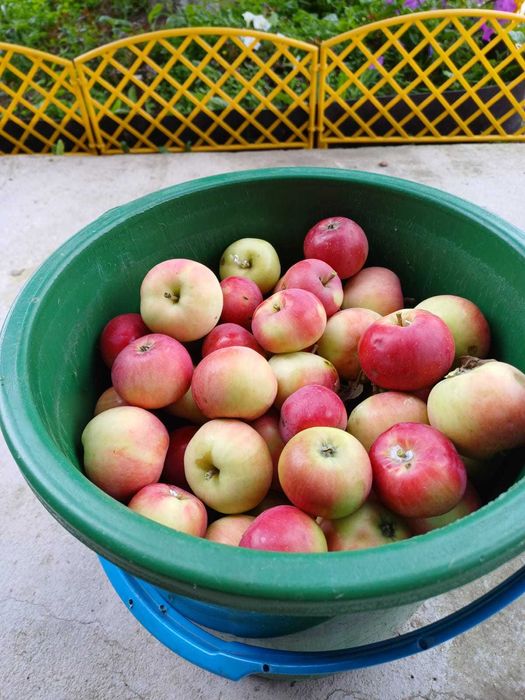 Дача 6 соток, с/т Дружба-1