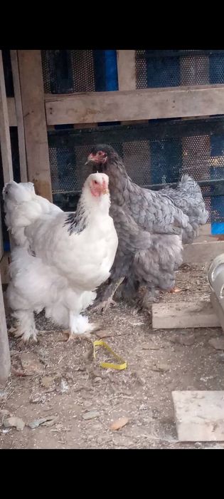 Тауықтар сатылады 2+1