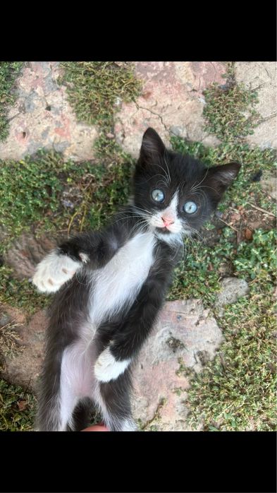 Отдам котят в добрые руки.