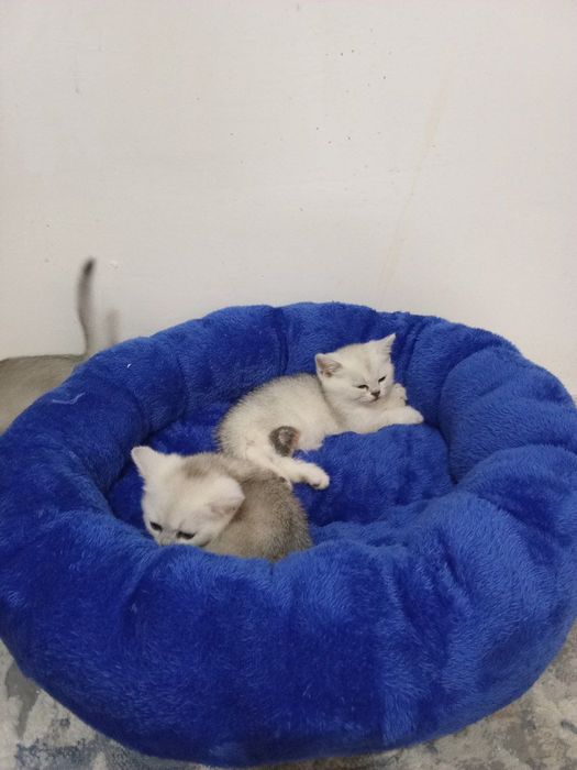 Serebriski shinshila chistakrovni