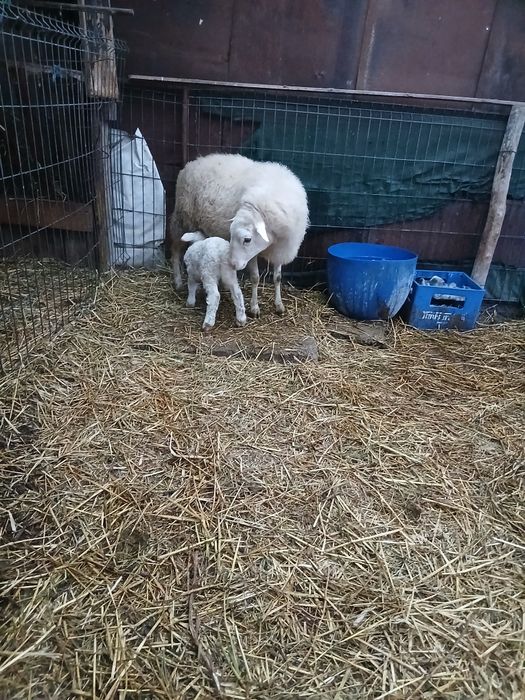 Vând 2 oi romanov una cu 2 miei si una asaf cu mieluta.si una depusa d