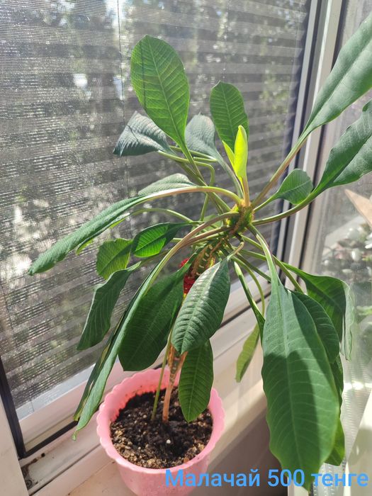 Продам цветы недорого