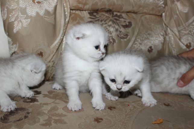 Вязка британец шиншилловый.