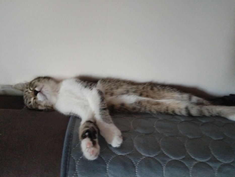 Отдам котёнка бесплатно
