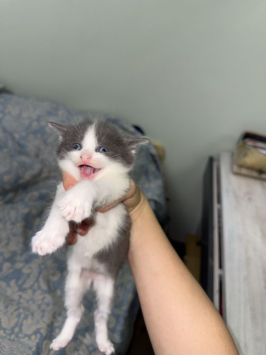 Отдам котят в хорошие руки!