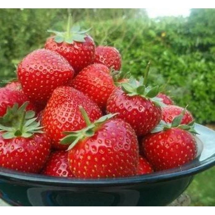 Рассада клубники сорт Мурана