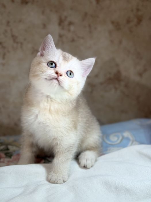 Продаеться котенок