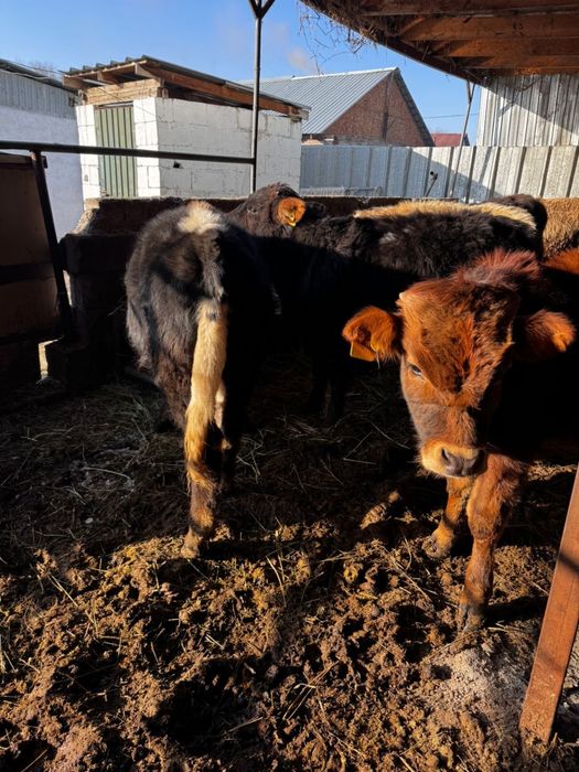 7 бас еркек бұзаулар