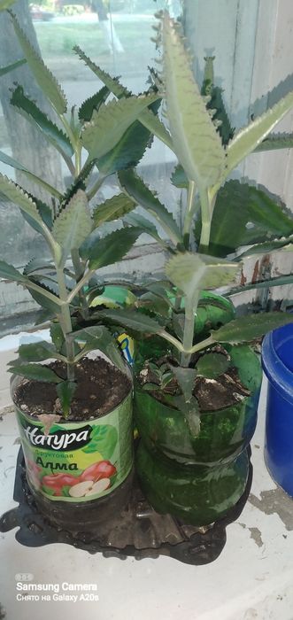 Продам цветок лекарственный каланхоэ