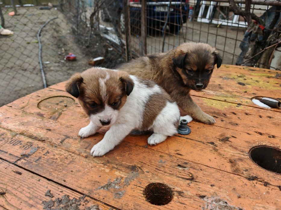 Donez căței 6 săptămâni