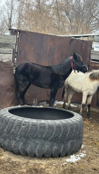 тай ургашы сатылады