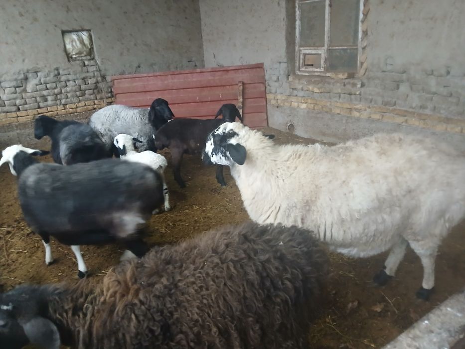 Qo‘y,Qo‘chqorlar va Buqa