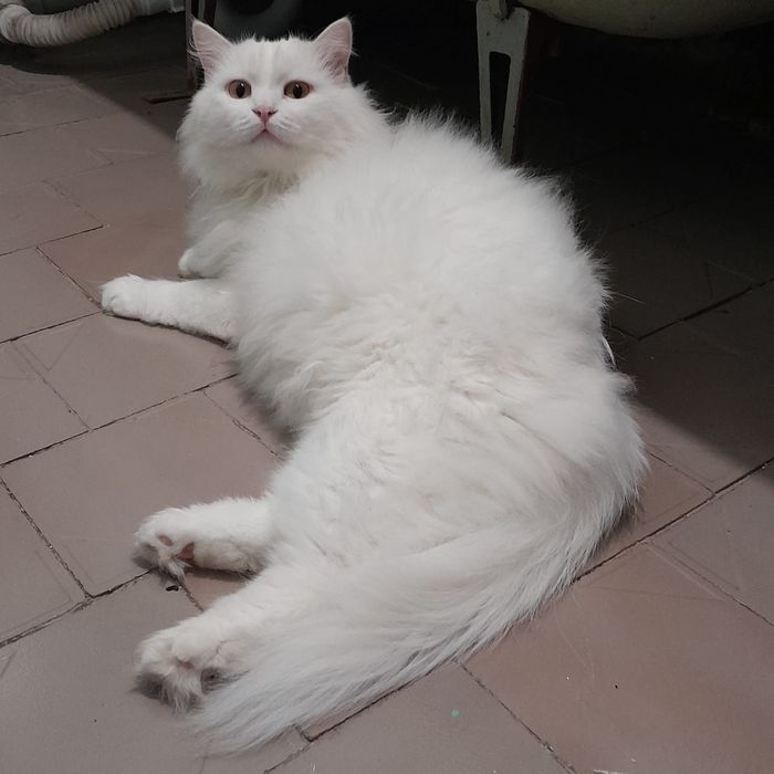 Отдам милых котеек