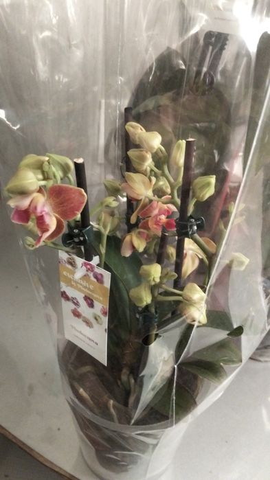 Орхидея фаленопсис сортовые