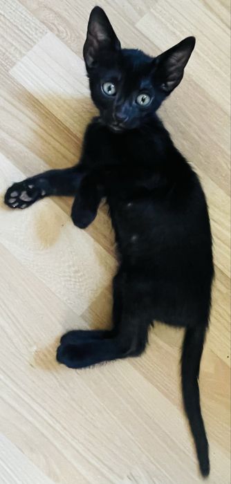 Donez motanel negru de 4 luni