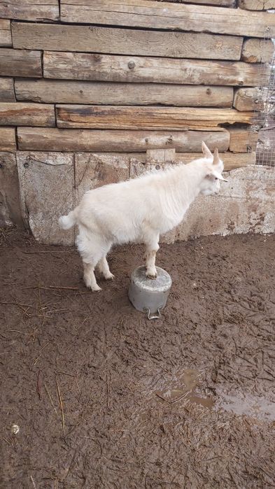 Продам домашних козлят