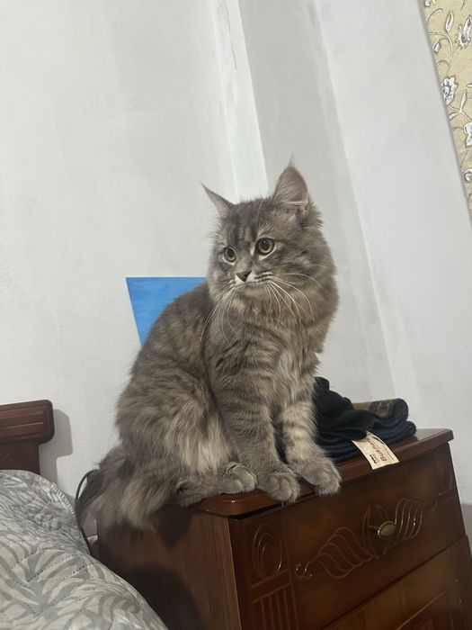 Кот меин-кун породы