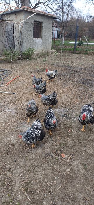 Oua incubat Wyandotte argintiu