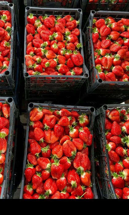 Качествен разсад ягоди