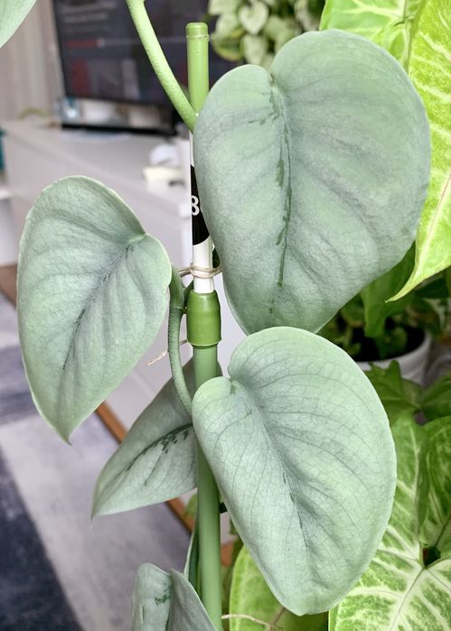 Сциндапсус платинум! Эпипремнум ! Комнатные цветы!