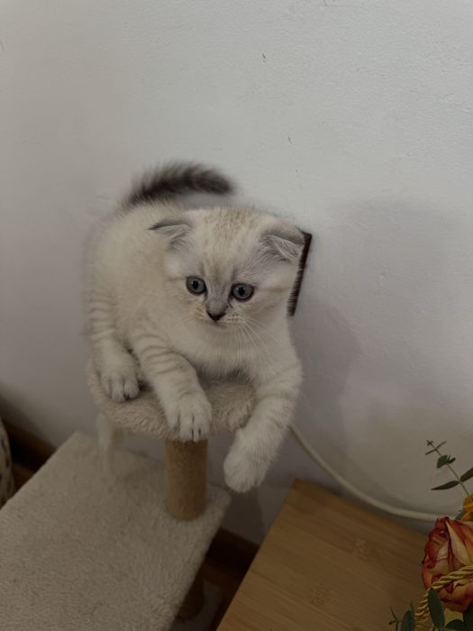 Шотландска клепоуха котка - мъжка