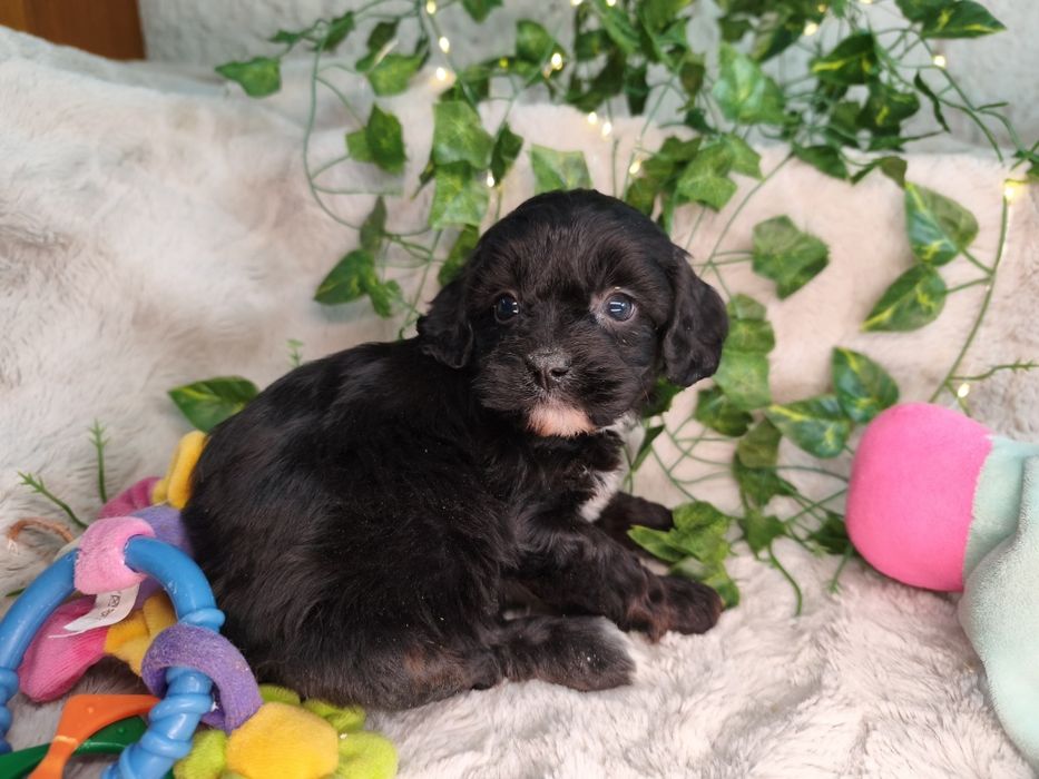 Vand fetita Cavapoo f1 black
